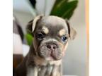 French Bulldog Puppy for sale in Lake Oswego, OR, USA