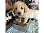 Golden Retriever Puppy for sale in Aston, PA, USA