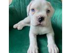 Boxer Puppy for sale in Ontario, CA, USA