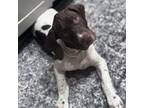 German Shorthaired Pointer Puppy for sale in Belleview, FL, USA