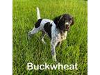 German Shorthaired Pointer Puppy for sale in Belleview, FL, USA