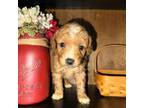 Goldendoodle Puppy for sale in Moorefield, WV, USA