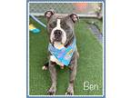 BEN American Bulldog Adult Male