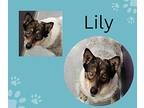 Lily Australian Shepherd Adult Female