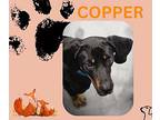 Copper Black and Tan Coonhound Young Male