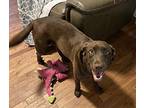 Reesie Labrador Retriever Young Female