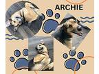 Archie German Shepherd Dog Adult Male