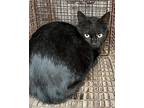 Ranger (Barn Cat) Domestic Shorthair Young Male