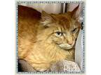 RUDY (also see SEBASTIAN) Domestic Shorthair Adult Male