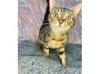CANDY Domestic Shorthair Young Female