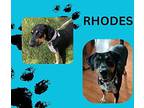 Rhodes Black and Tan Coonhound Adult Male