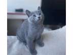 friendly male and female russian blue kittens