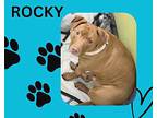 Rocky American Staffordshire Terrier Adult Male