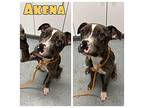 Akena - In Foster - Call for appt American Staffordshire Terrier Young Female