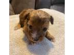 Mutt Puppy for sale in Yankton, SD, USA