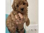 Mutt Puppy for sale in Tampa, FL, USA
