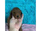 Mutt Puppy for sale in Tampa, FL, USA