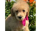 Poodle (Toy) Puppy for sale in Evensville, TN, USA