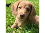 Dachshund Puppy for sale in Gladwin, MI, USA