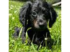 Dachshund Puppy for sale in Gladwin, MI, USA