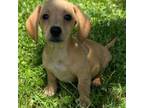 Dachshund Puppy for sale in Gladwin, MI, USA