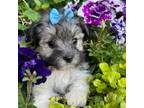 Biewer Terrier Puppy for sale in Findlay, OH, USA