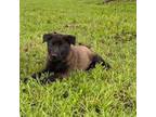 Mutt Puppy for sale in Jacksonville, TX, USA