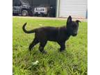 Mutt Puppy for sale in Jacksonville, TX, USA