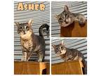 Asher Domestic Shorthair Adult Male