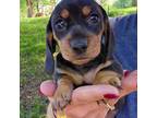 Dachshund Puppy for sale in New Philadelphia, OH, USA