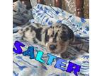 Dachshund Puppy for sale in Pelzer, SC, USA