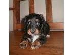 Dachshund Puppy for sale in Brownton, MN, USA