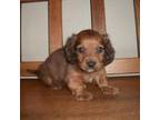 Dachshund Puppy for sale in Brownton, MN, USA