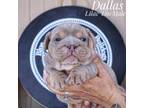 Bulldog Puppy for sale in Dumas, TX, USA