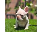 French Bulldog Puppy for sale in Los Angeles, CA, USA