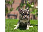 French Bulldog Puppy for sale in Los Angeles, CA, USA