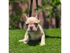 French Bulldog Puppy for sale in Los Angeles, CA, USA