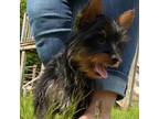 Yorkshire Terrier Puppy for sale in Mansfield, MA, USA