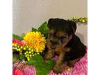 Welsh Terrier Puppy for sale in Park Rapids, MN, USA