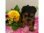 Welsh Terrier Puppy for sale in Park Rapids, MN, USA
