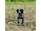 German Shorthaired Pointer Puppy for sale in Williston, VT, USA