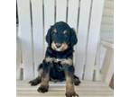 Mutt Puppy for sale in Ankeny, IA, USA
