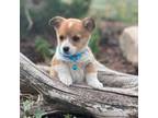 Pembroke Welsh Corgi Puppy for sale in Cheyenne, WY, USA
