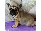 French Bulldog Puppy for sale in Salem, IA, USA