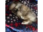Pomeranian Puppy for sale in Davenport, FL, USA