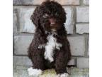 Portuguese Water Dog Puppy for sale in Columbus, OH, USA