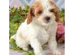 Cavapoo Puppy for sale in Kendallville, IN, USA