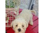 Mutt Puppy for sale in Loxahatchee, FL, USA