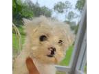 Mutt Puppy for sale in Loxahatchee, FL, USA