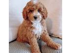 Goldendoodle Puppy for sale in Postville, IA, USA
